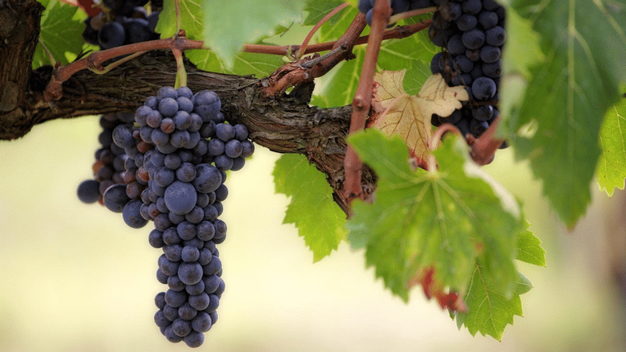 Capa do artigo Entenda as diferenças entre sete tipos de uva para vinho tinto