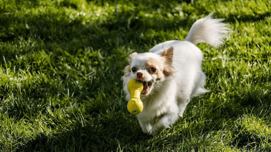 Capa do artigo Como escolher brinquedo para cachorro filhote?