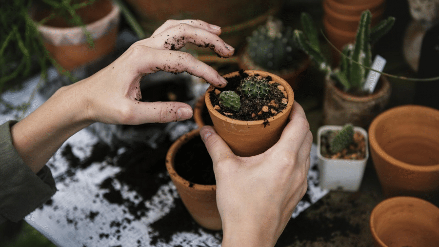 Capa do artigo Ferramentas para jardinagem: o que é essencial para começar?