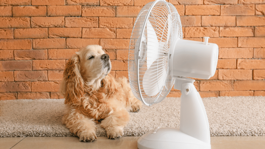 Capa do artigo Ventilador turbo: conheça os melhores modelos